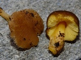 Pluteus romellii image