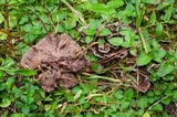 Thelephora terrestris image