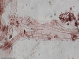 Hygrophorus cokeri image