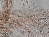 Hygrophorus cokeri image