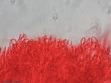 Hygrophorus cokeri image