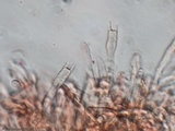 Hygrophorus cokeri image