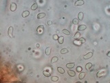Hygrophorus cokeri image