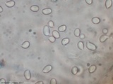 Hygrophorus cokeri image