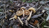 Agrocybe smithii image