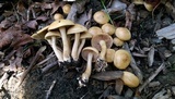 Agrocybe smithii image