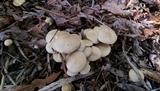 Agrocybe smithii image