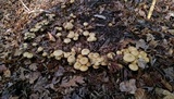 Agrocybe smithii image
