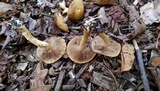 Agrocybe smithii image