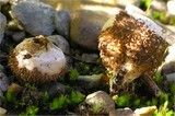 Lycoperdon nigrescens image