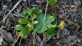 Allodus podophylli image