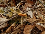 Conocybe rugosa image