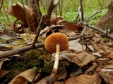 Conocybe rugosa image