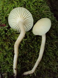 Hygrocybe russocoriacea image