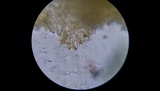 Conocybe rugosa image