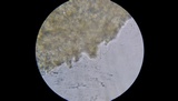 Conocybe rugosa image