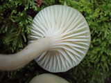 Hygrocybe russocoriacea image
