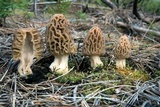 Morchella snyderi image