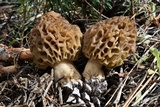 Morchella snyderi image