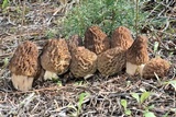 Morchella snyderi image