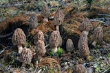 Morchella brunnea image