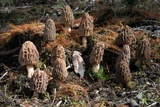 Morchella brunnea image