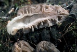 Morchella brunnea image