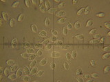 Hygrocybe russocoriacea image
