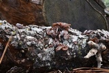 Auricularia americana image