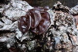 Auricularia americana image