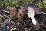 Morchella brunnea image
