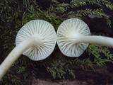 Hygrocybe russocoriacea image