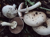 Agaricus hondensis image