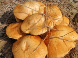 Gymnopilus ventricosus image