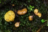 Boletinellus exiguus image