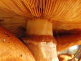 Gymnopilus ventricosus image