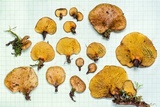 Boletinellus exiguus image