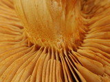 Gymnopilus ventricosus image