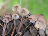 Mycena purpureofusca image
