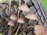 Mycena purpureofusca image