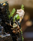 Xylaria cubensis image
