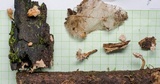 Xylaria cubensis image