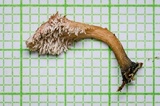 Xylaria cubensis image