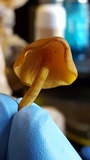 Callistosporium luteo-olivaceum image