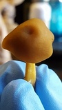 Callistosporium luteo-olivaceum image