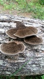 Hexagonia hydnoides image