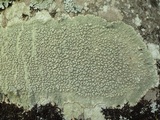 Pertusaria pertusa image
