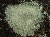 Pertusaria pertusa image