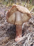 Amanita brunneolocularis image
