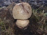 Amanita brunneolocularis image